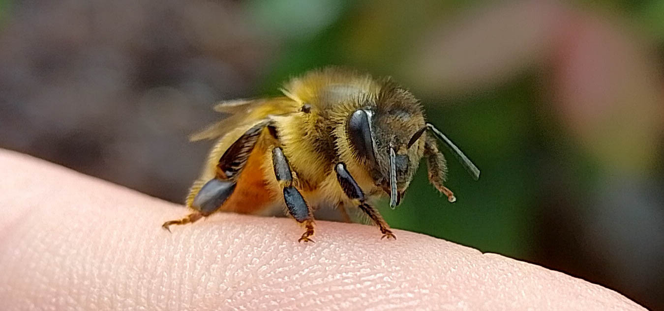 Close up shot of a bee sitting on a finger.