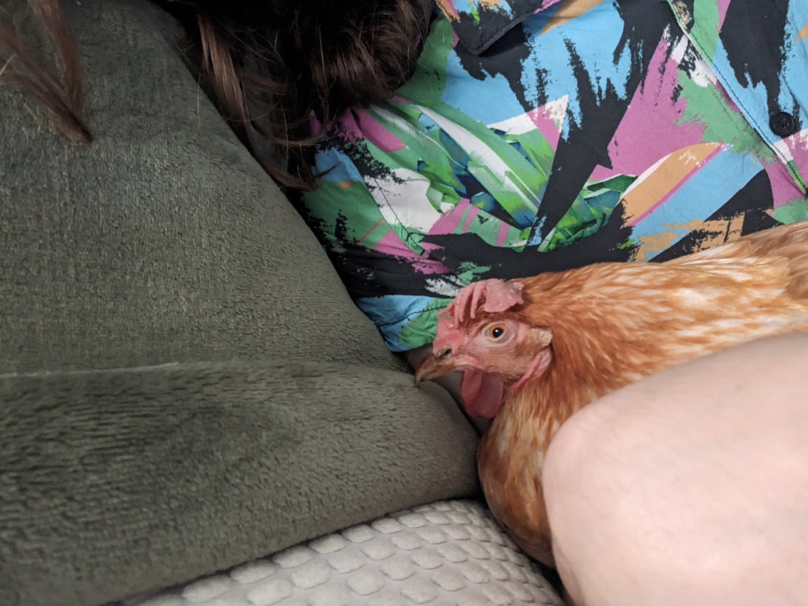 A brown chicken being cuddled on a couch. I'm behind her and blankets surround us.