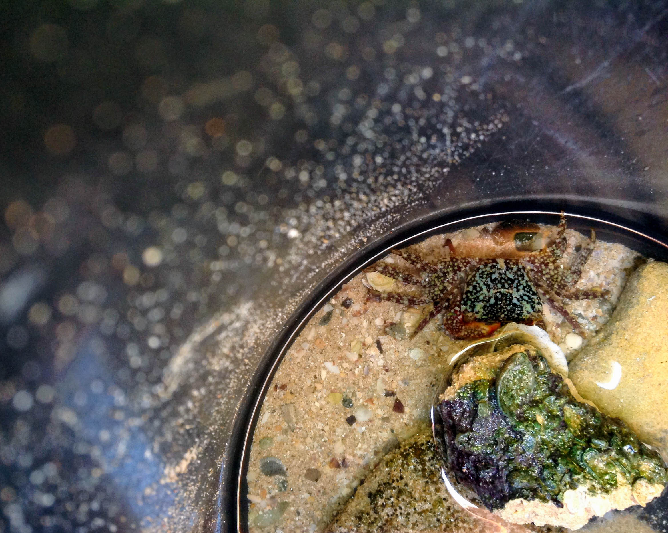 A crab with a black torso and orange appendages speckled with green in a black bucket. At the bottom of the bucket is sand, some shells, and some rocks. The unfocused side of the bucket visible in the photo is peppered with sand.