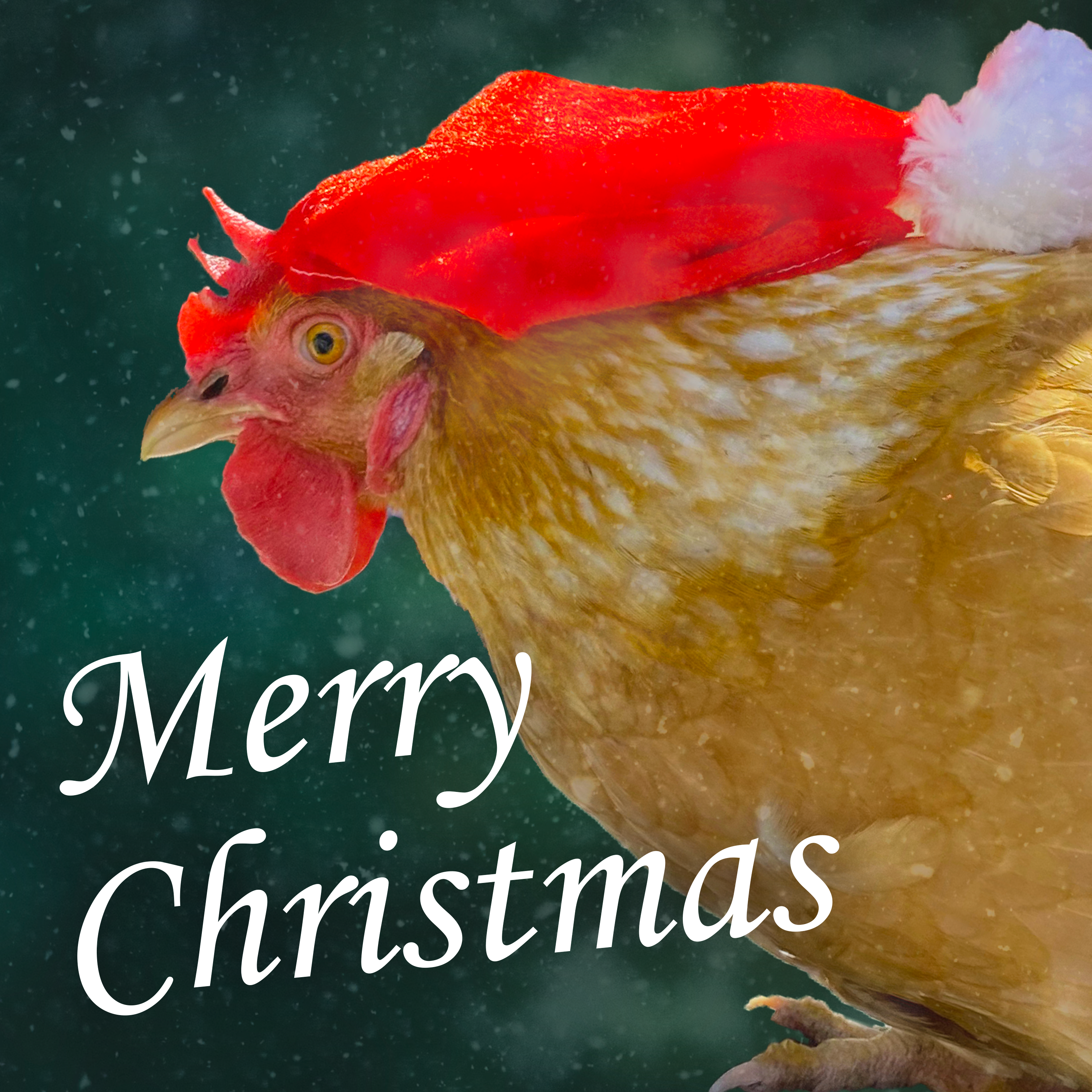 A chicken in a Christmas hat on a green background, alongside the text 'Merry Christmas'